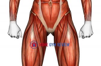 Body muscles. Female. Front view