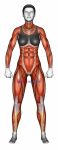 Body muscles. Female. Front view