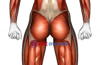 Body muscles. Female. Back view