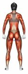 Body muscles. Female. Back view