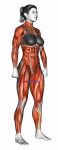 Body muscles. Female. Side view