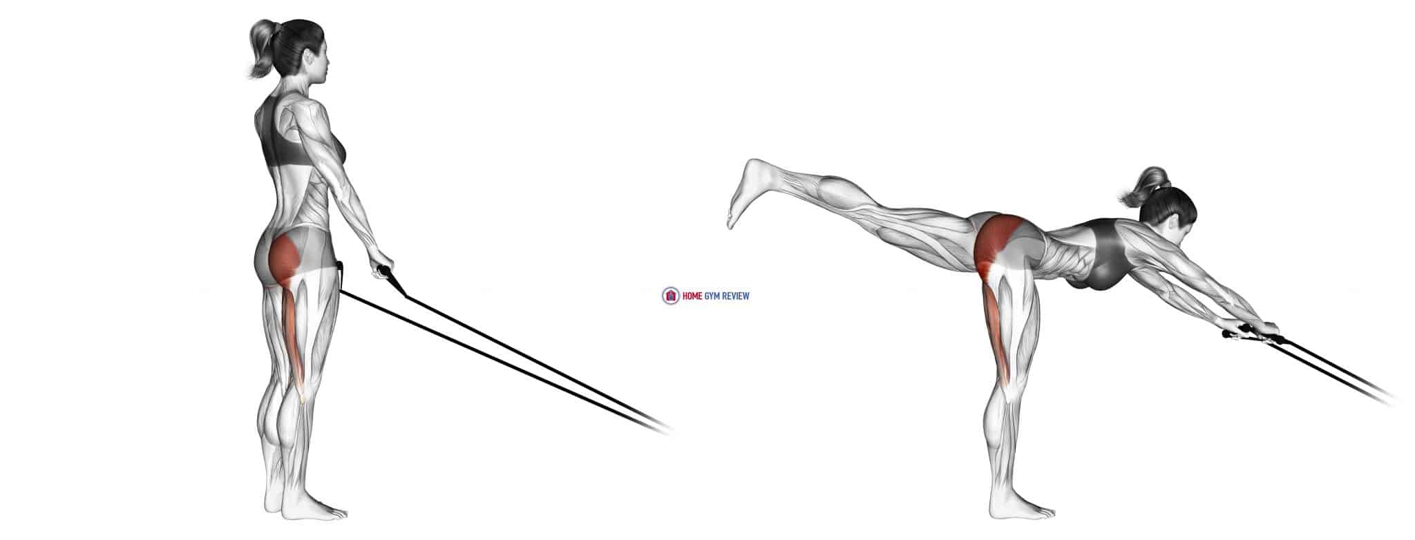 Band Single stiff leg deadlift Home Gym Review