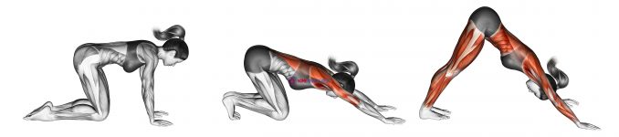 Downward Facing Dog Adho Mukha Svanasana