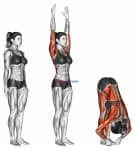 Hands to Feet Pada Hastasana