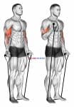 Band alternating biceps curl
