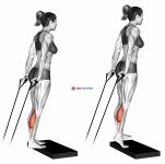 Band calf raise (version 2)