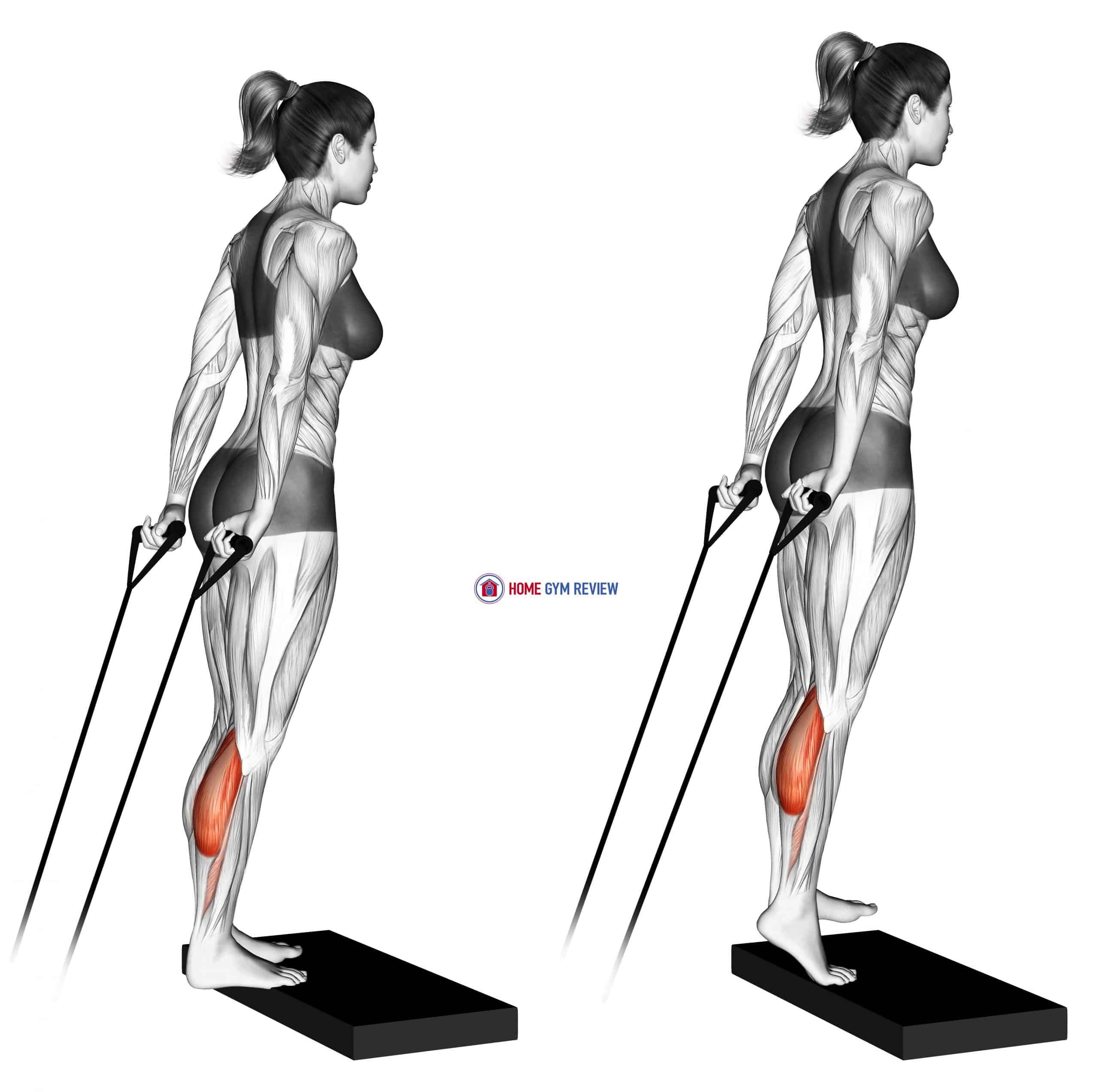 Band calf raise (version 2)
