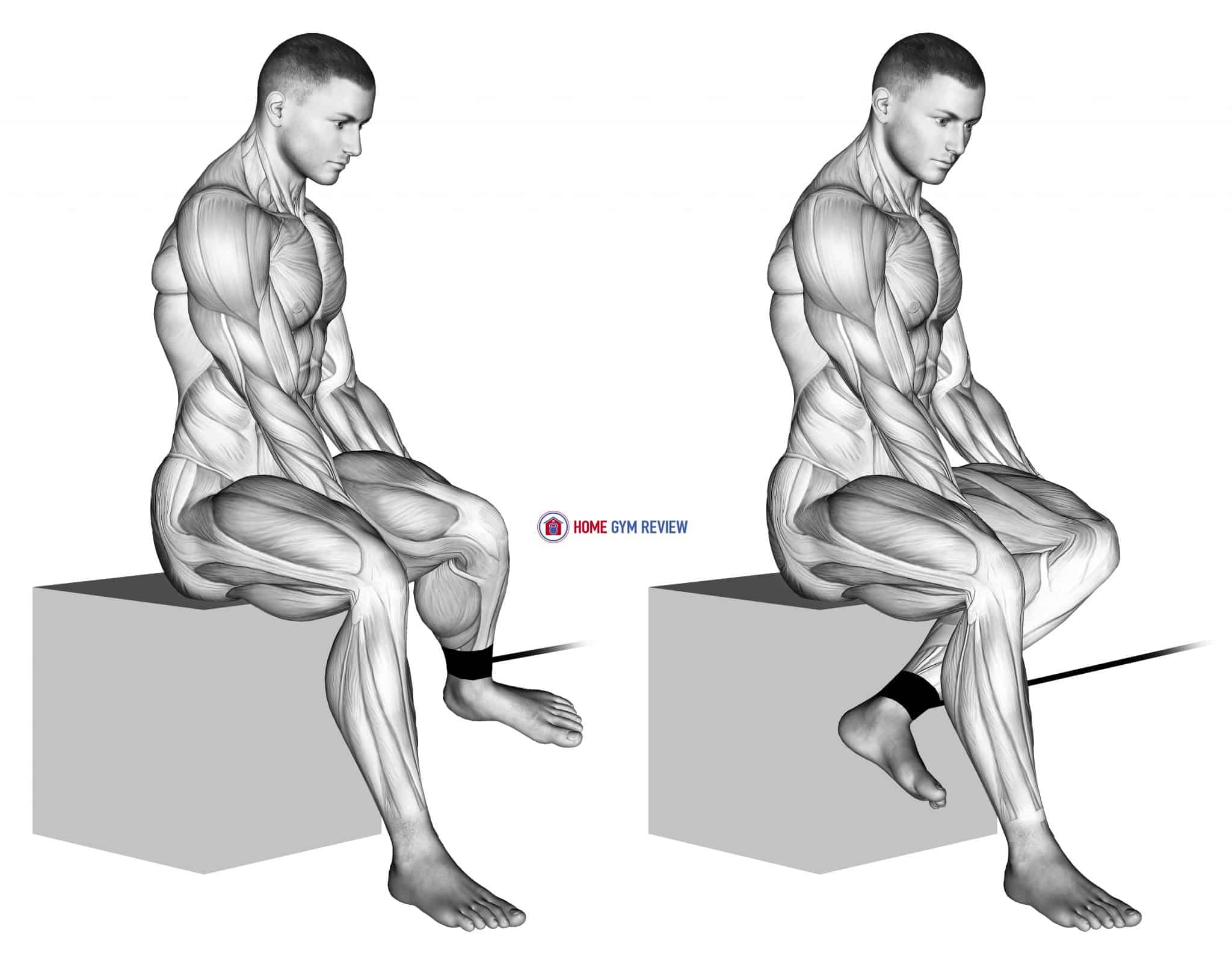 Band Seated Hip External Rotation - Home Gym Review