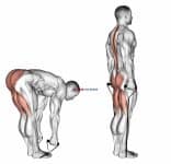 Band straight leg deadlift