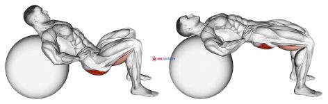 Lying Hip Lift (on stability ball) II