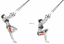 Obliques, Quadriceps, Tensor Fasciae Latae