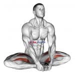 Seated Groin Stretch (male)