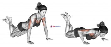 Push-up (on knees)