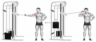 Cable one arm inner biceps curl