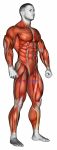 Body muscle male SIDE FRONT view