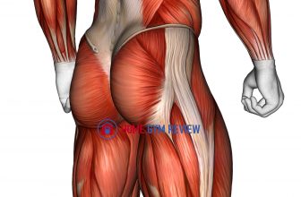 Body muscle male SIDE BACK view