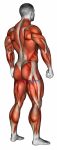 Body muscle male SIDE BACK view