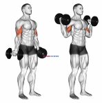 Dumbbell Standing Inner Biceps Curl