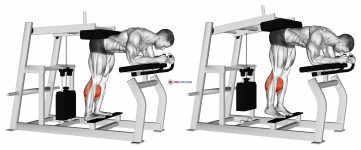 Lever Donkey Calf Raise