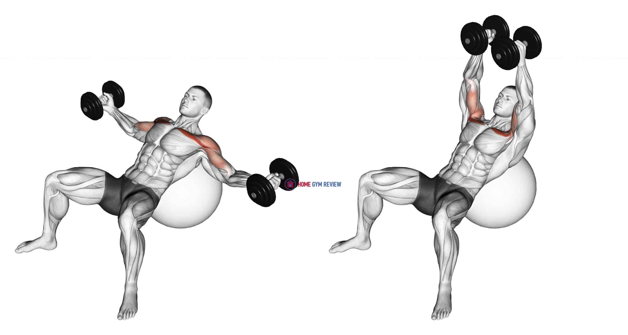 Dumbbell Incline Fly on Exercise Ball Home Gym Review