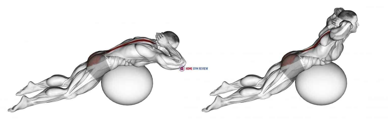 Exercise Ball Back Extension With Hands Behind Head - Home Gym Review