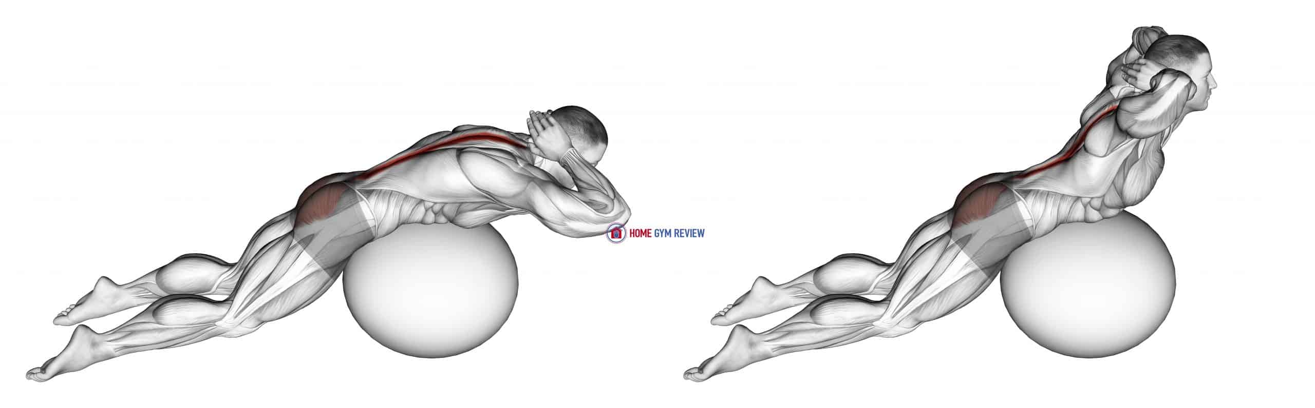 Exercise Ball Back Extension With Hands Behind Head