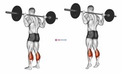 Barbell Floor Calf Raise