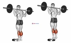 Barbell Standing Calf Raise