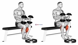 Dumbbell Seated Calf Raise