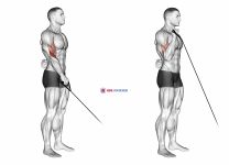 Cable Reverse One Arm Curl