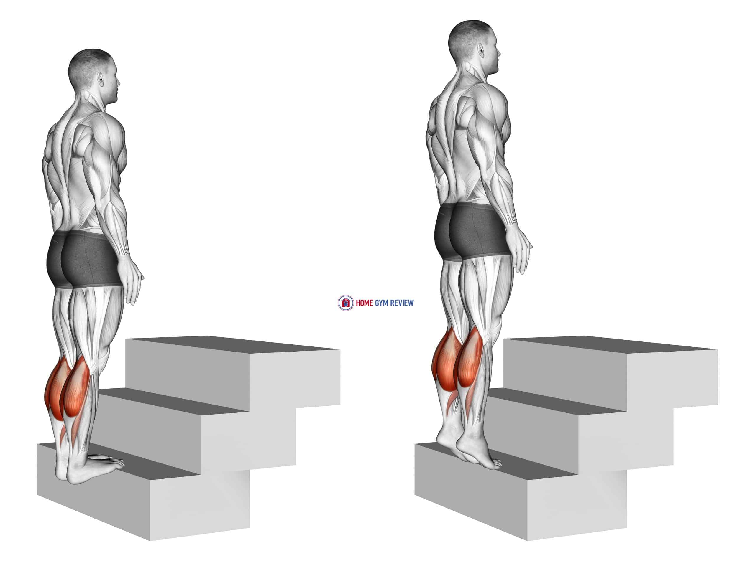 Standing Calf Raises Standing Calf Raises