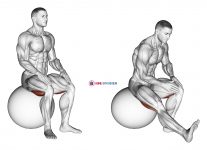 Exercise Ball Seated Hamstring Stretch
