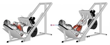 Sled 45ø Narrow Stance Leg Press