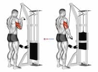 Cable Triceps Pushdown (SZ-bar)