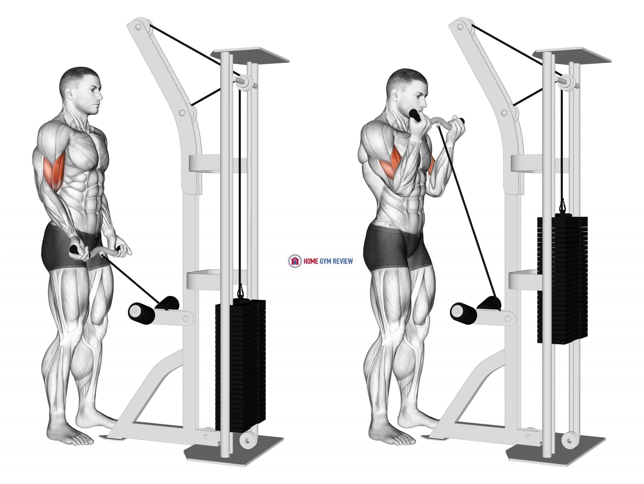 Cable Biceps Curl (SZbar) Home Gym Review