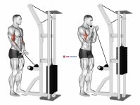 Cable Close Grip Curl