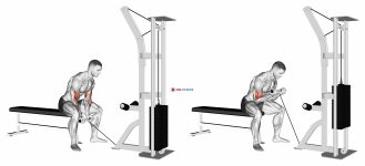 Cable Concentration Curl