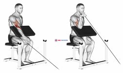 Cable One Arm Reverse Preacher Curl
