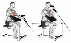 Cable Rope Hammer Preacher Curl