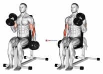 Dumbbell Alternate Seated Hammer Curl