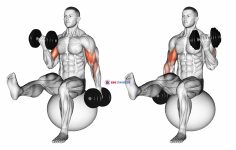 Dumbbell Alternating Bicep Curl with Leg Raised on Exercise Ball