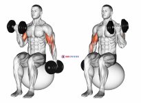 Dumbbell Alternating Seated Bicep Curl on Exercise Ball