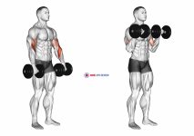 Dumbbell Biceps Curl Reverse