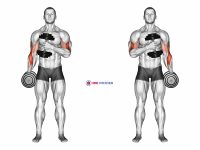 Dumbbell Cross Body Hammer Curl (Version 2)