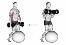 Dumbbell Kneeling Bicep Curl Exercise Ball