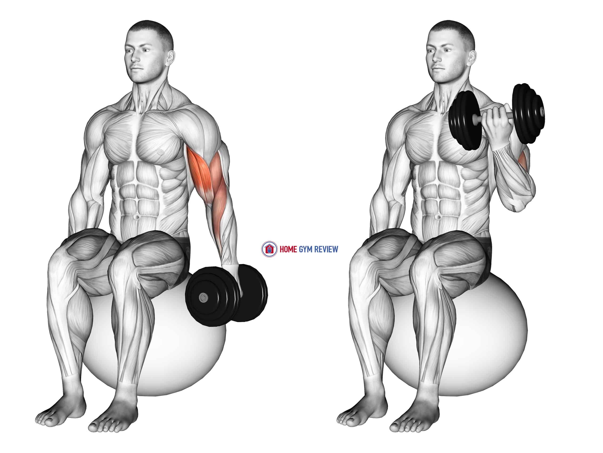 Dumbbell One Arm Seated Bicep Curl on Exercise Ball