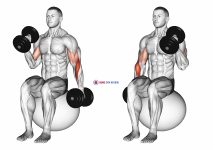 Dumbbell Seated Alternate Hammer Curl on Exercise Ball