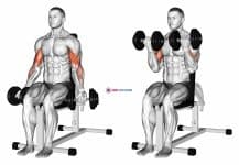 Dumbbell Seated Bicep Curl