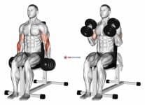 Dumbbell Seated Hammer Curl