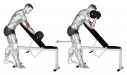 Dumbbell Standing One Arm Curl Over Incline Bench